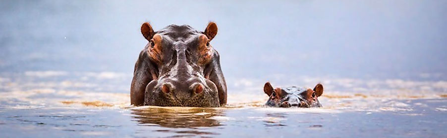 2 Hippos